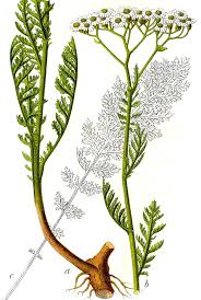 Achillea nobilis - Wikipedia