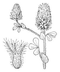 Trifolium sylvaticum Gérard ex Loisel. - Portale della Flora d'Italia ...