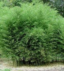 Phyllostachys: mid sized privacy screens