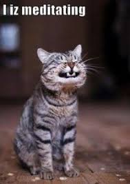 memes on Pinterest | Cat Memes, Funny Cat Memes and Cats via Relatably.com