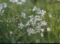 Carum carvi - Online Virtual Flora of Wisconsin