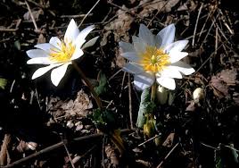 blood root
