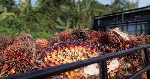 Bunches of harvested palm oil fruit in the Penajam area of East Kalimantan, Borneo, Indonesia