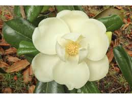 Magnolia grandiflora (Southern magnolia) | Native Plants of North ...