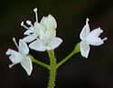 Circaea alpina (Alpine Enchanter's Nightshade): Minnesota ...