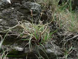 Carex rupestris - Wikipedia