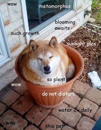 doge-meme-plant.jpg via Relatably.com