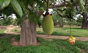 Image result for baobab fruit