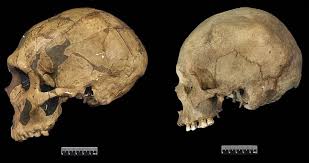 neanderthal size