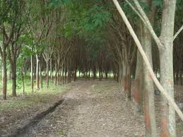 Image result for Tree plantation