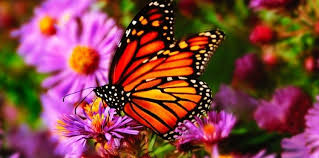 Comme d'un papillon, sa fleur ! Images?q=tbn:ANd9GcSutVDi5zhgcLJAvvu2BWexjE4x84kg0gLfmjjpHN1tAiMfI1OP