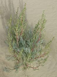 Artemisia borealis - Wikipedia