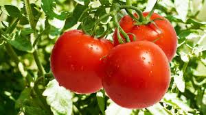 tomato ile ilgili görsel sonucu