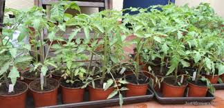 Image result for tomato plant indoors