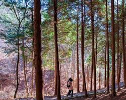 울산 북구 편백산림욕장 풍경, AI로 생성