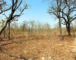 Dry forests
