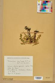 Taraxacum aquilonare - Wikispecies