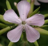 Saponaria officinalis - Online Virtual Flora of Wisconsin