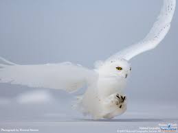 طائر البوم الثلجى