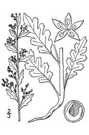 Chenopodium botrys Jerusalem Oak, Jerusalem oak goosefoot ...