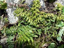 Lanceolate Spleenwort (Subspecies Asplenium obovatum ...