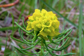 Euphorbia cyparissias - Wikipedia