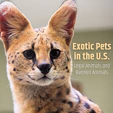 Which Exotic Pets Are Legal in the United States? - PetHelpful