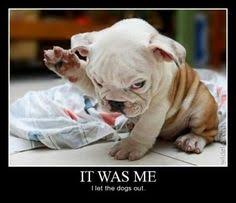 Puppy Meme on Pinterest | Funny Puppy Memes, Dog Memes and Pet Memes via Relatably.com