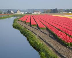 Image of Tulip fields in Netherlands