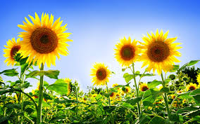 Image result for Sunflowers