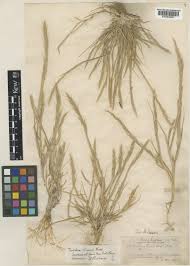 Trisetaria linearis Forssk. | Plants of the World Online | Kew Science