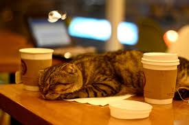 Картинки по запросу кошачьи кафе в японии