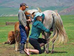 「kazakhstan horse milk」的圖片搜尋結果