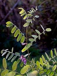 Kashubian Vetch, Vicia cassubica - Flowers - NatureGate