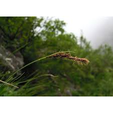 Carex fimbriata Schkuhr | Anthosart