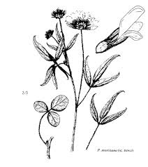 Sp. Leucanthemum praecox var. autumnale - florae.it
