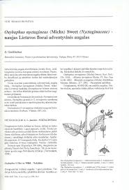 (PDF) Oxybaphus nyctagineus (Michx) Sweet (Nyctaginaceae ...