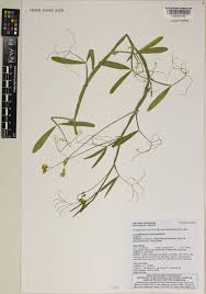 Lathyrus L. | Plants of the World Online | Kew Science