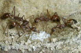 Life in an Ant Colony - AntWiki