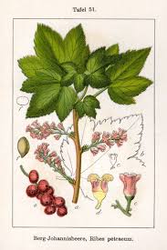 Ribes petraeum - Wikipedia, la enciclopedia libre