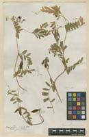 Vicia atropurpurea in Global Plants on JSTOR