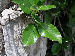Salix crataegifolia