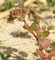 Polycarpon alsinifolium (Few-flowered Allseed) : MaltaWildPlants ...