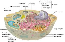 Image result for cell functions