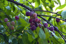 plum tree ile ilgili görsel sonucu
