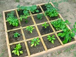 Image result for small area gardening