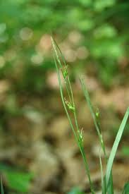 Starved Wood-Sedge (Carex depauperata) · iNaturalist