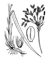 Scirpus radicans Schkuhr (World flora) - Pl@ntNet identify