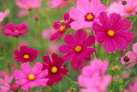 How to Grow and Care for Cosmos