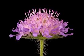 Knautia L. | Plants of the World Online | Kew Science
